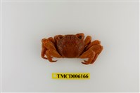 藏品(中型東方蟹)的圖片